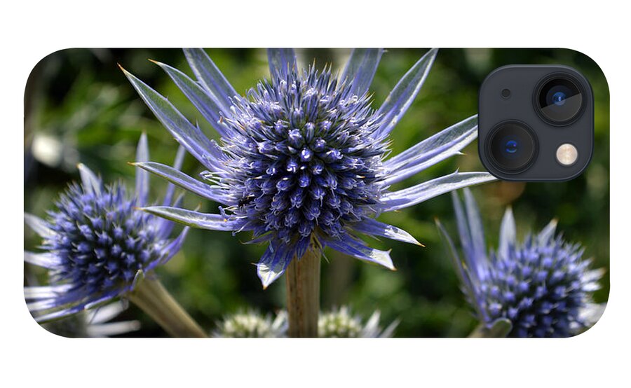 Eryngium Bourgatii iPhone 13 Case featuring the photograph Eryngium Bourgatii. by Terence Davis