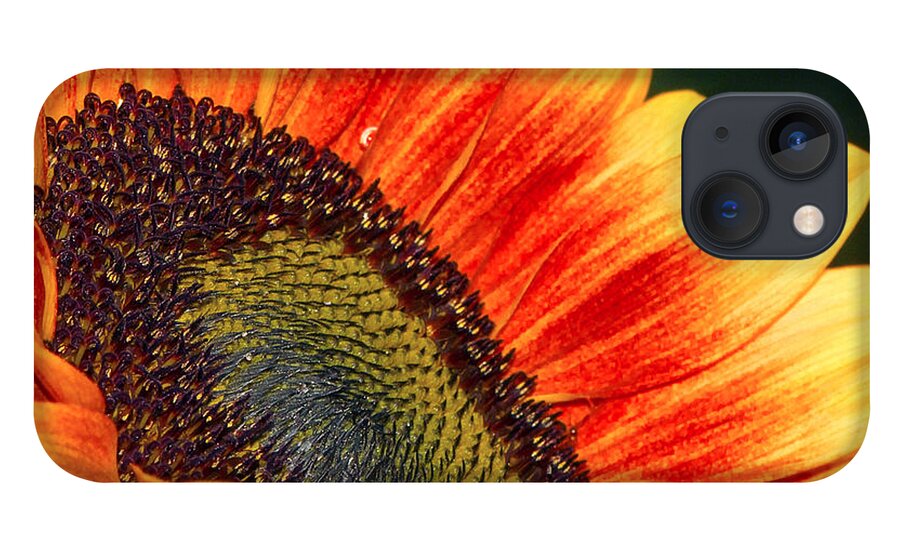 Evening Sun iPhone 13 Case featuring the photograph Evening Sun Sunflower by Sharon Talson