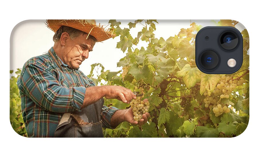 Straw Hat iPhone 13 Case featuring the photograph Farmer Man Cutting A Grape Bunch With by Filippobacci