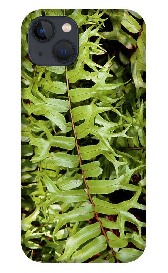 Fishtail Fern iPhone 13 Case featuring the photograph Fishtail Fern (nephrolepis Biserrata) by Sally Mccrae Kuyper/science Photo Library