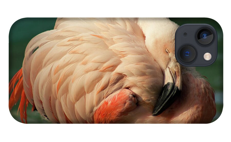 Catalonia iPhone 13 Case featuring the photograph Flamingo Sleeping With Sunny Day by Artur Debat