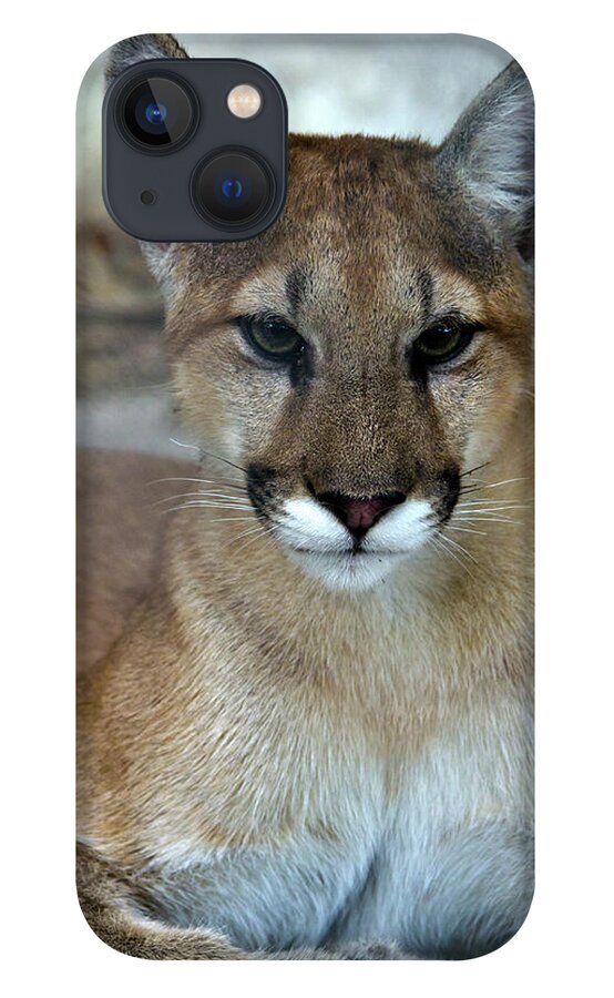 Animal Themes iPhone 13 Case featuring the photograph Florida Panther, Endangered by Mark Newman