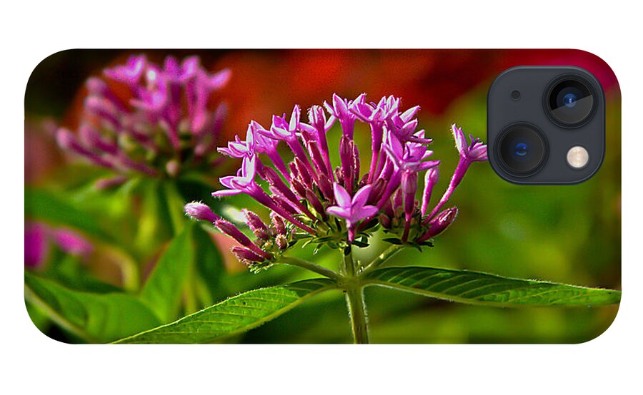 Flora iPhone 13 Case featuring the photograph Flowers by Craig Watanabe
