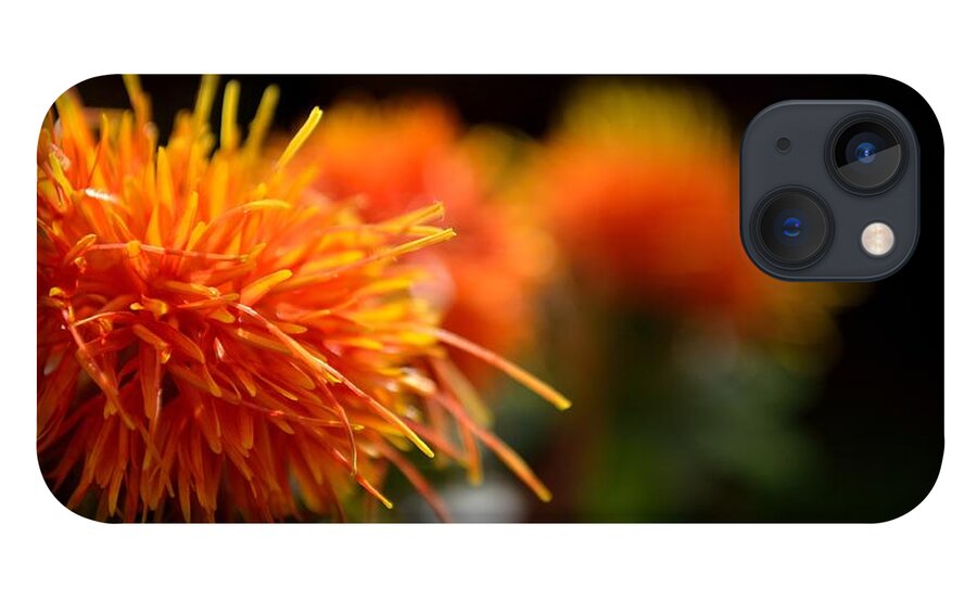 Safflower iPhone 13 Case featuring the photograph Focused Safflower by Scott Lyons