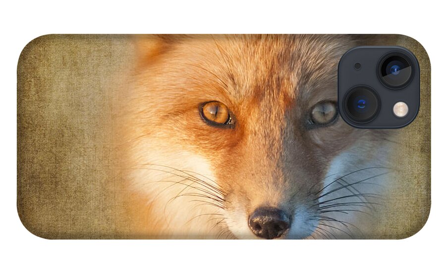 Fox iPhone 13 Case featuring the photograph Foxy by Cathy Kovarik