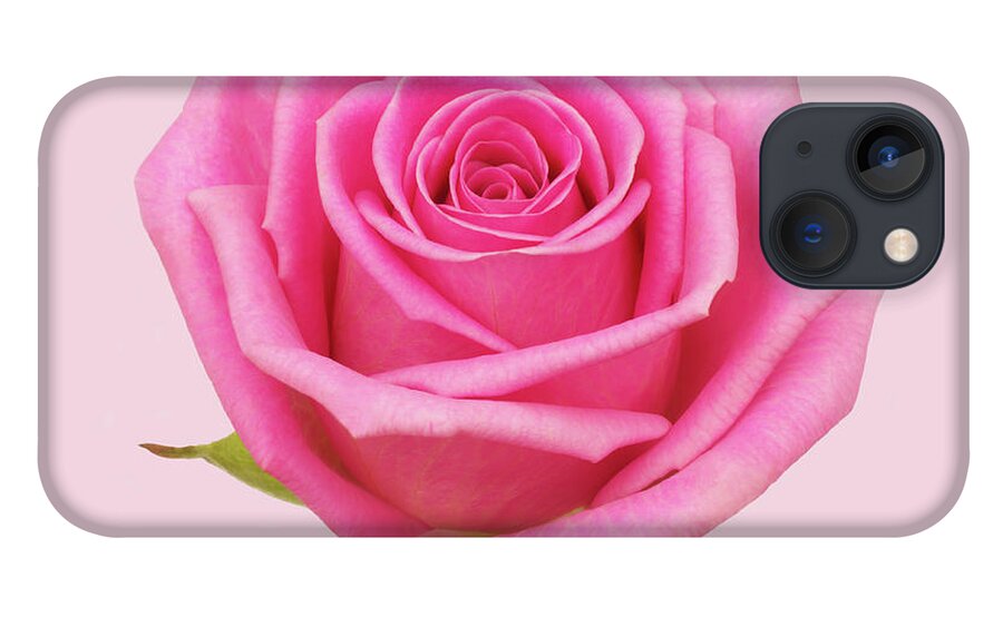 Hybrid Musk Rose iPhone 13 Case featuring the photograph Fragrant Pink Rose, Close-up On A Pink by Rosemary Calvert