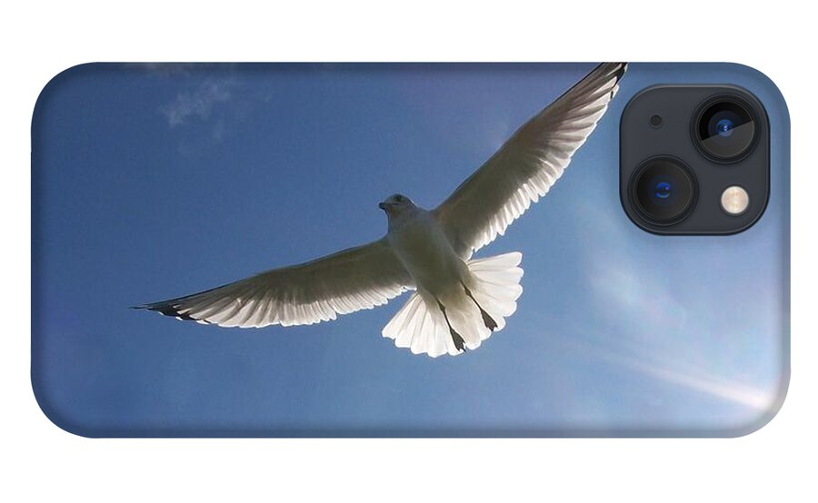 Seagull iPhone 13 Case featuring the photograph Freedom Flight by Jackie Mueller-Jones