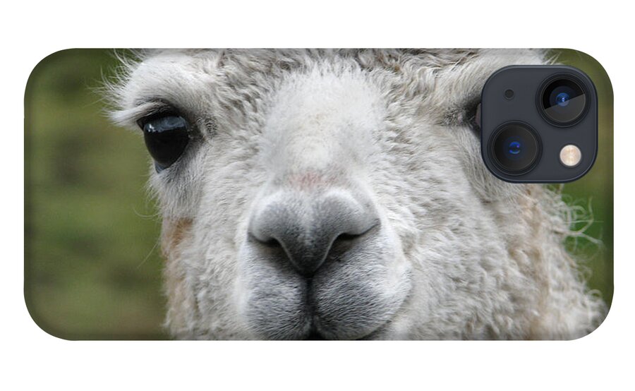 Llama iPhone 13 Case featuring the photograph Friends From The Field by Rory Siegel