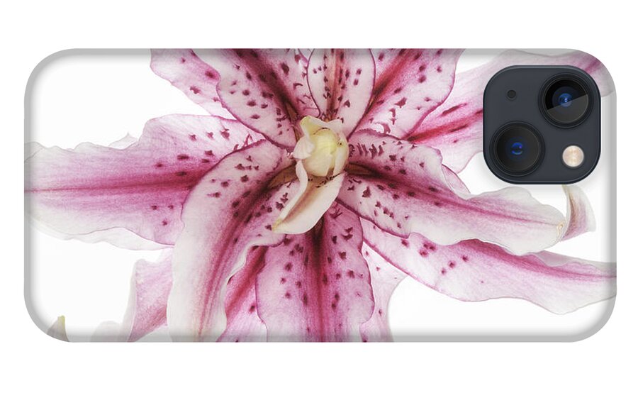 Funky Lily iPhone 13 Case featuring the photograph Funky Lily by Patty Colabuono