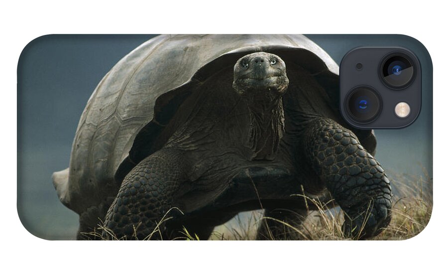 Feb0514 iPhone 13 Case featuring the photograph Galapagos Giant Tortoise Smiling Alcedo by Tui De Roy