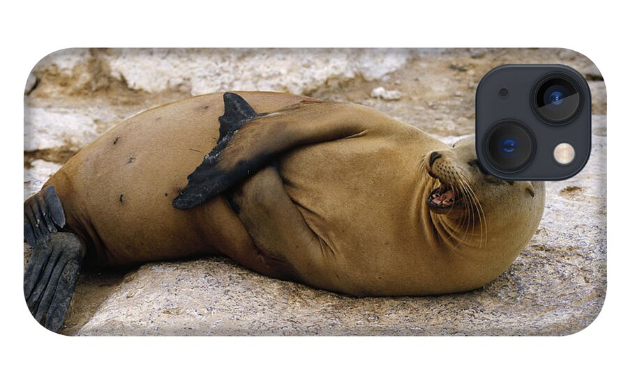 Feb0514 iPhone 13 Case featuring the photograph Galapagos Sea Lion Calling by Konrad Wothe