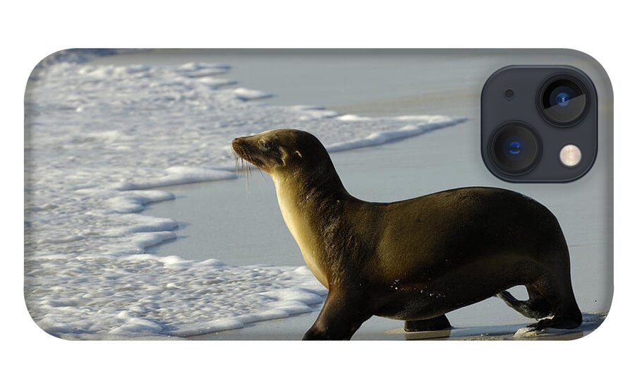 Feb0514 iPhone 13 Case featuring the photograph Galapagos Sea Lion In Gardner Bay by Pete Oxford
