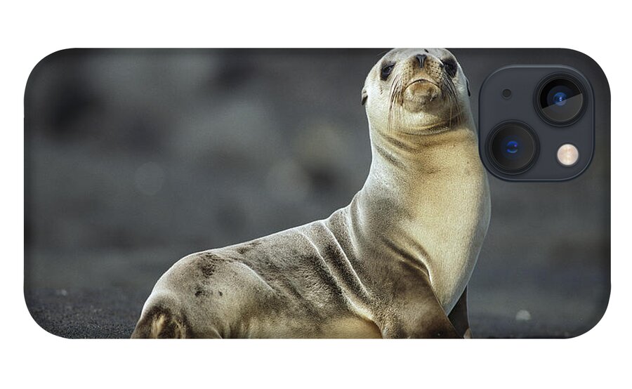 Feb0514 iPhone 13 Case featuring the photograph Galapagos Sea Lion Pup Galapagos Islands by Tui De Roy