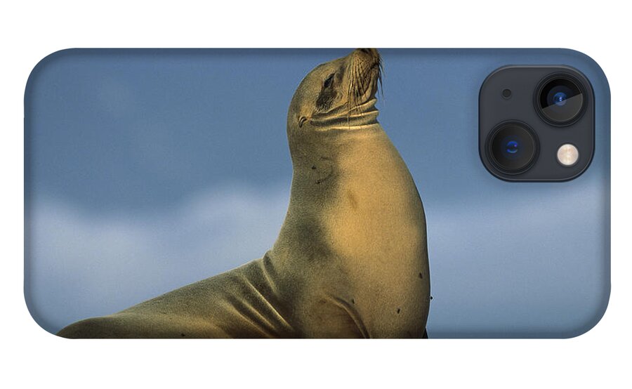 Feb0514 iPhone 13 Case featuring the photograph Galapagos Sea Lion Sunning Galapagos by Tui De Roy