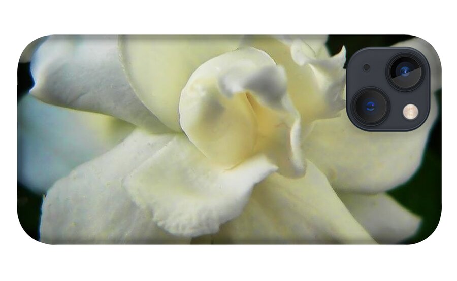 Gardenia iPhone 13 Case featuring the photograph Gardenia by Steve Ondrus