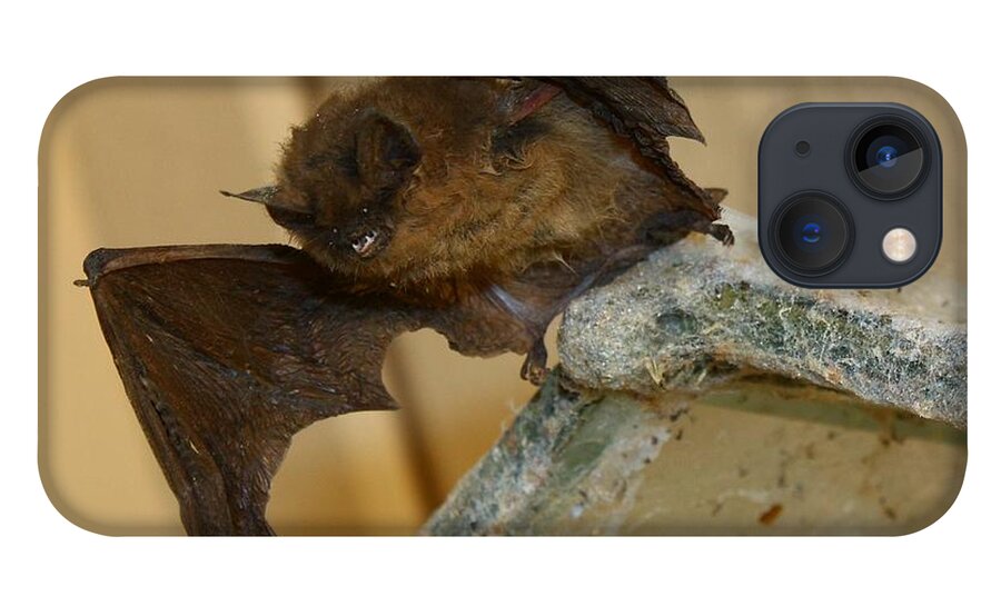 Gargoyle Bat iPhone 13 Case featuring the photograph Gargoyle Bat by Patrick Witz