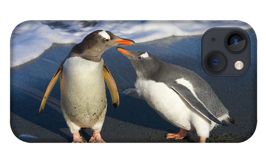 00345356 iPhone 13 Case featuring the photograph Gentoo Penguin Chick Begging For Food by Yva Momatiuk and John Eastcott