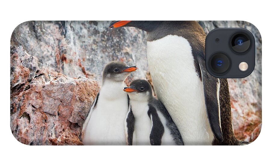 00345581 iPhone 13 Case featuring the photograph Gentoo Penguin Family on Booth Isl by Yva Momatiuk and John Eastcott