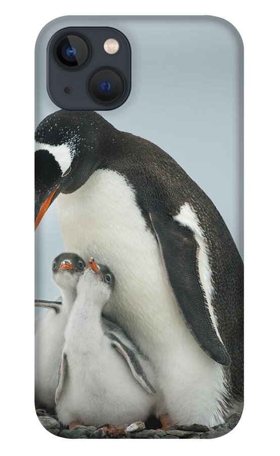 534764 iPhone 13 Case featuring the photograph Gentoo Penguin With Chicks Antarctica by Kevin Schafer