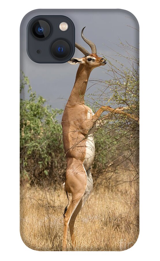 Antelope iPhone 13 Case featuring the photograph Gerenuk Antelope by Chris Scroggins