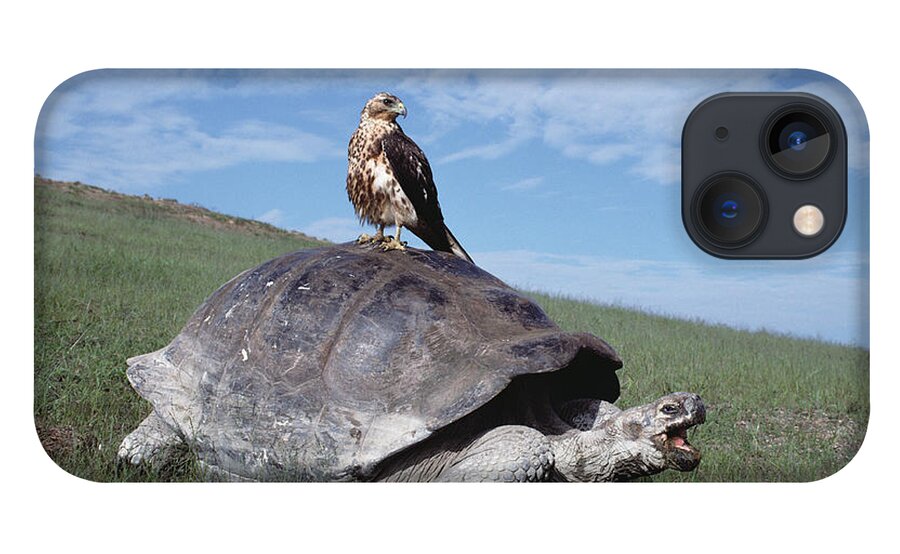00140050 iPhone 13 Case featuring the photograph Giant Tortoise and Galapagos Hawk by Tui De Roy