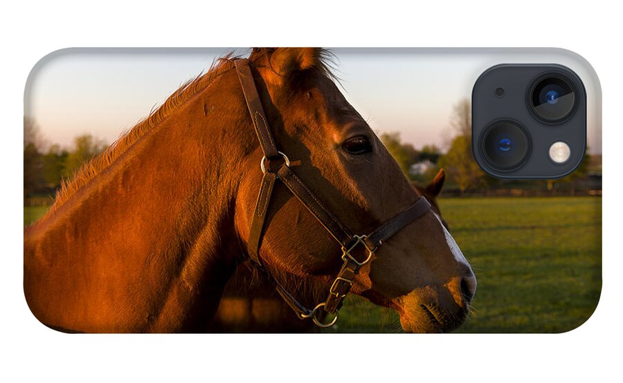 Animal iPhone 13 Case featuring the photograph Golden Light by Jack R Perry