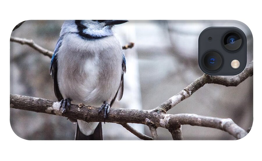  iPhone 13 Case featuring the photograph Gorgeous Blue Jay by Cheryl Baxter