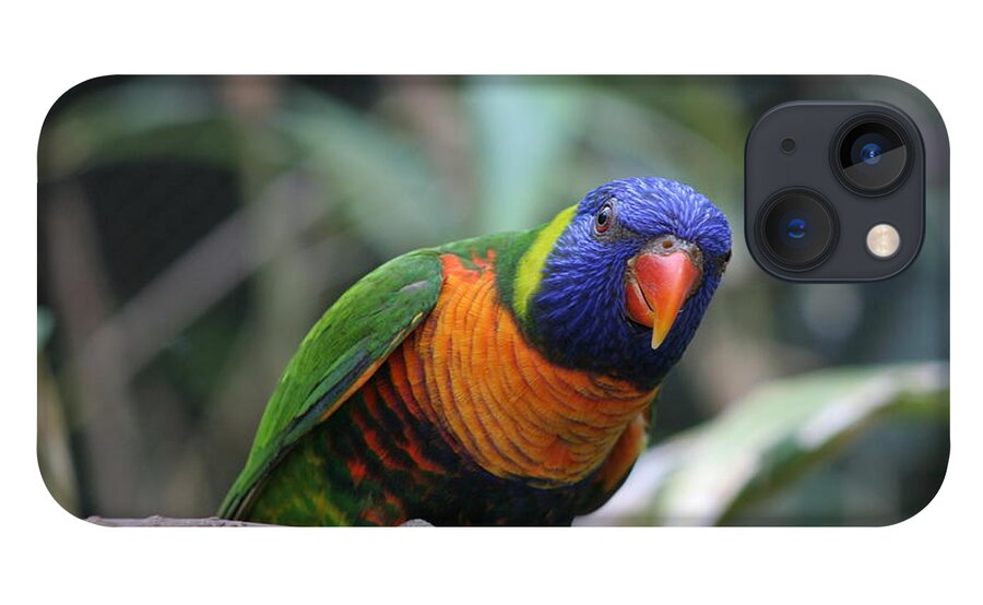 Lorie iPhone 13 Case featuring the photograph Curious Lorikeet by Valerie Collins