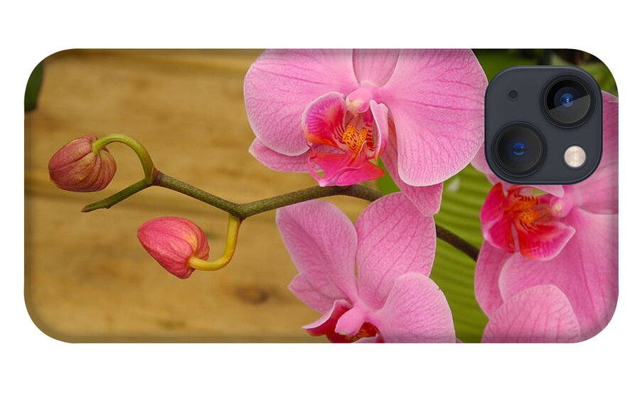 Orchid iPhone 13 Case featuring the photograph Grace and Elegance by Lynda Lehmann