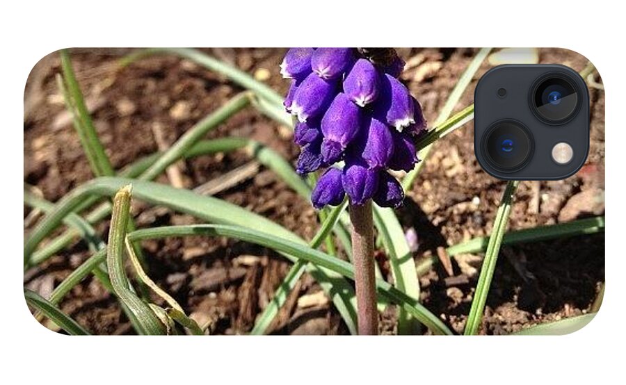 Hyacinth iPhone 13 Case featuring the photograph #grapehyacinth #hyacinth #spring by Teresa Mucha
