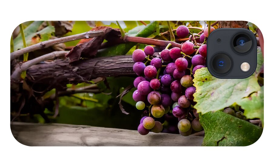 Grape iPhone 13 Case featuring the photograph Grapes on the Vine by Ron Pate