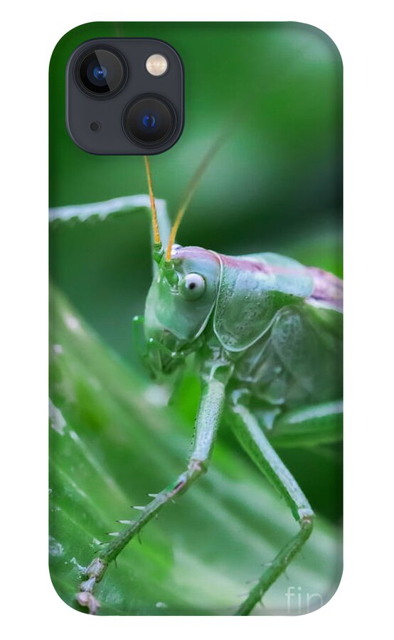 Bug iPhone 13 Case featuring the photograph Grasshopper by Amanda Mohler