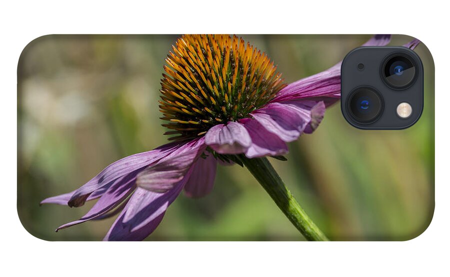 Coneflower iPhone 13 Case featuring the photograph Gravity... by Dan Hefle