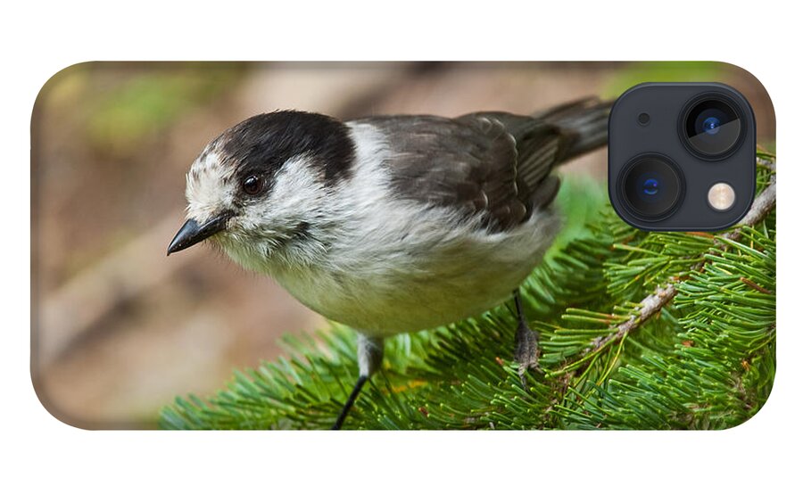 Animal iPhone 13 Case featuring the photograph Gray Jay on Fir Tree by Jeff Goulden