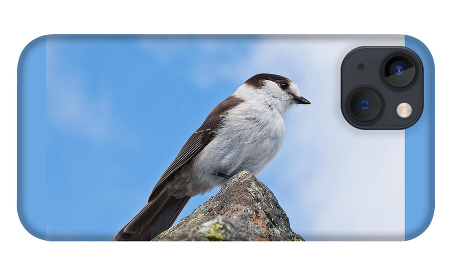 Animal iPhone 13 Case featuring the photograph Gray Jay With Blue Sky Background by Jeff Goulden
