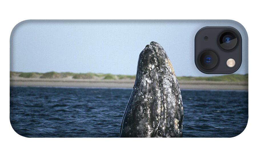 Feb0514 iPhone 13 Case featuring the photograph Gray Whale Adult Spy-hopping Magdalena by Tui De Roy
