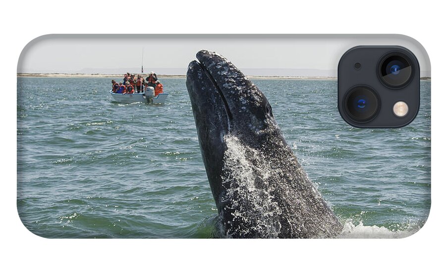 531657 iPhone 13 Case featuring the photograph Gray Whale Calf Breaching San Ignacio by Suzi Eszterhas