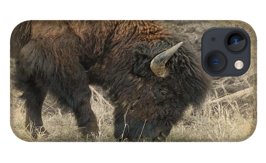 Bison iPhone 13 Case featuring the photograph Grazing Buffalo by Dyle  Warren