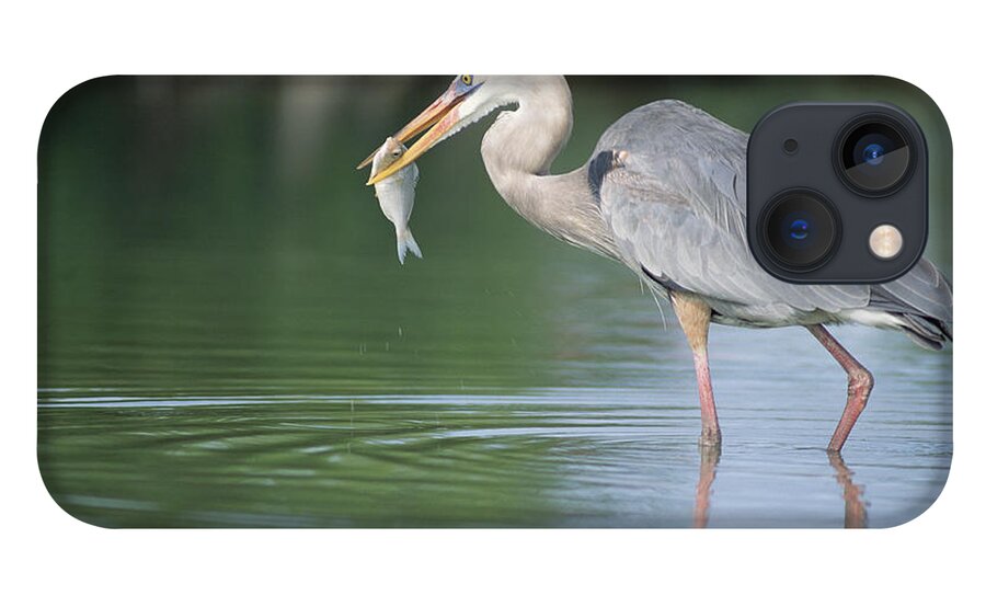 Feb0514 iPhone 13 Case featuring the photograph Great Blue Heron Fishing Galapagos by Tui De Roy