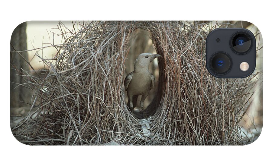 Feb0514 iPhone 13 Case featuring the photograph Great Bowerbird Male In Bower Australia by Gerry Ellis