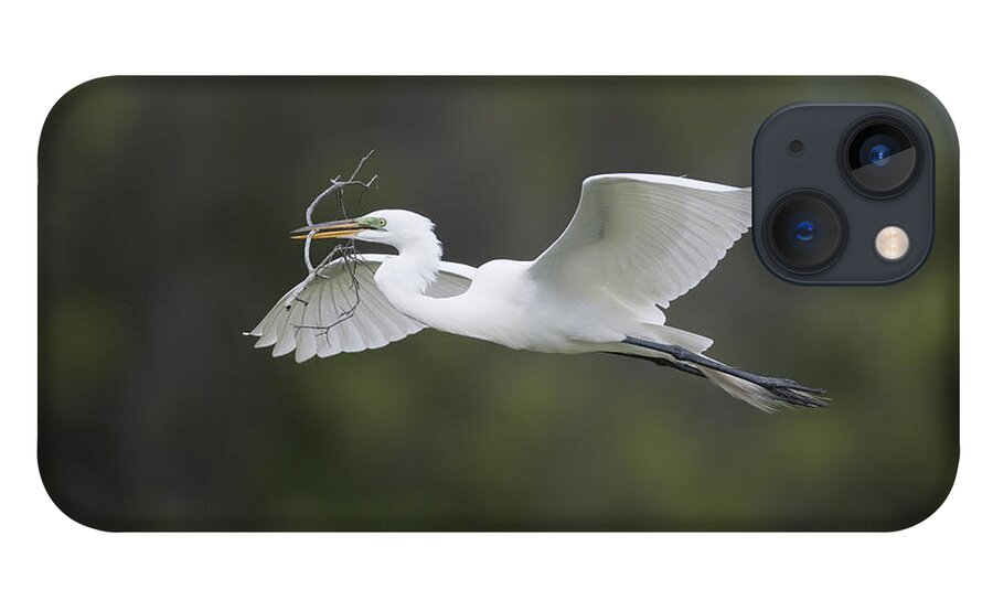 Feb0514 iPhone 13 Case featuring the photograph Great Egret Carrying Nesting Material by Tom Vezo