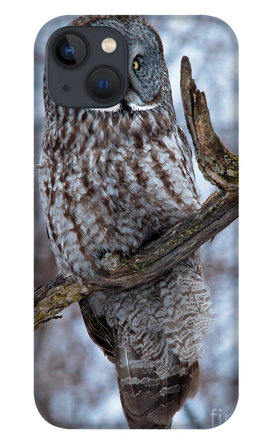 Owls iPhone 13 Case featuring the photograph Great Gray on Guard by Cheryl Baxter