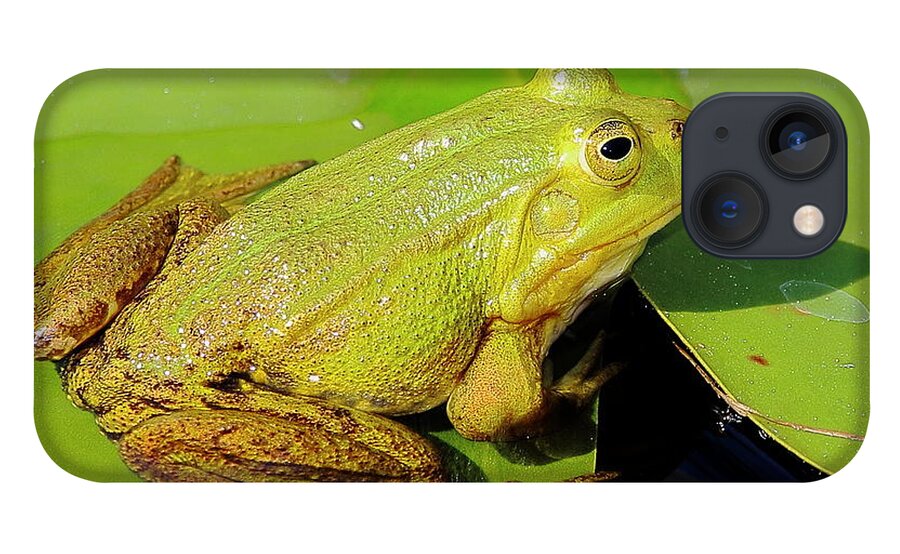 Frogs iPhone 13 Case featuring the photograph Green Frog 2 by Amanda Mohler