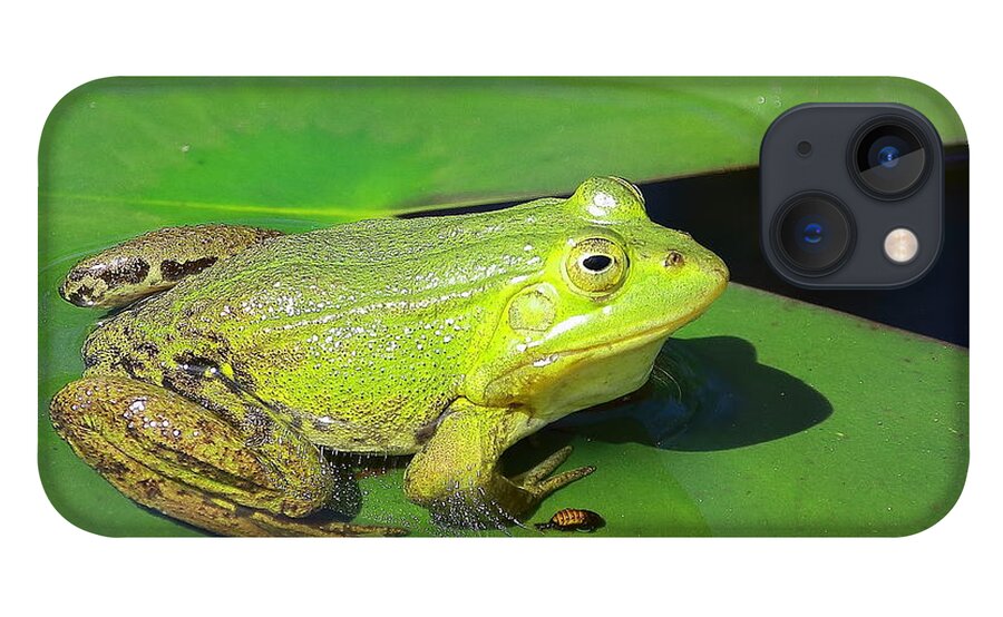 Frogs iPhone 13 Case featuring the photograph Green Frog by Amanda Mohler