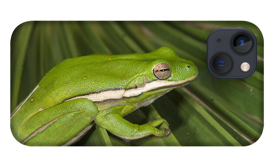 Pete Oxford iPhone 13 Case featuring the photograph Green Tree Frog Little St Simons Island by Pete Oxford