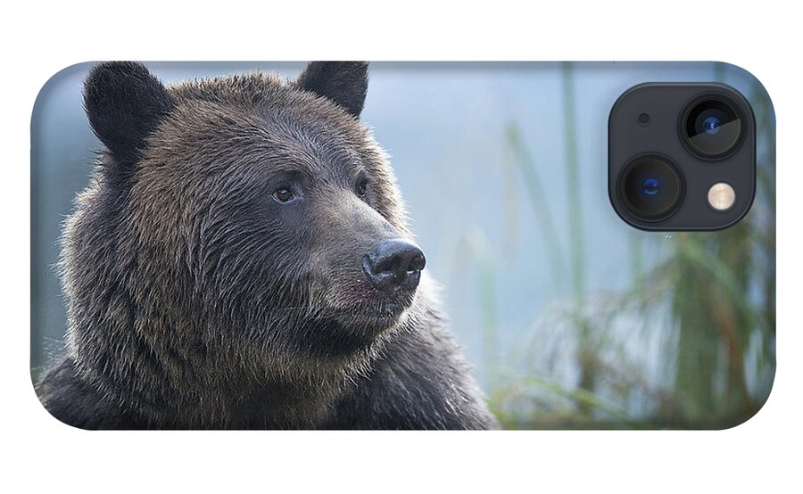 Bear iPhone 13 Case featuring the photograph Grizzly in Morning Light by Bill Cubitt
