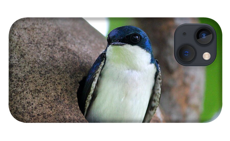 Male Tree Swallow iPhone 13 Case featuring the photograph Guarding his Gourd by Brook Burling