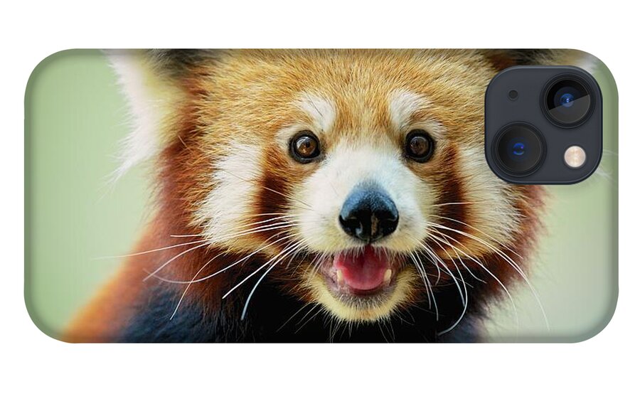 Panda iPhone 13 Case featuring the photograph Happy Red Panda by Aaronchengtp Photography