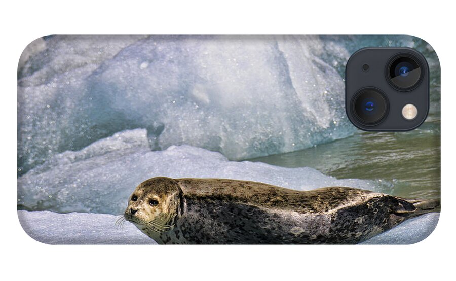 Alaska iPhone 13 Case featuring the photograph Harbor Seal by Betty Eich