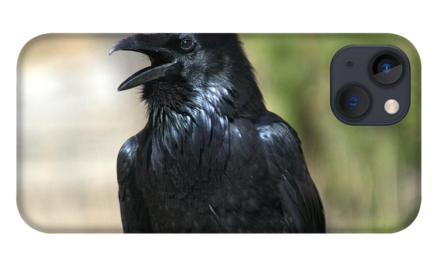 Raven iPhone 13 Case featuring the photograph Hello. Welcome by Frank Madia